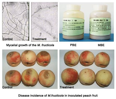 桃采后病害無公害防治技術