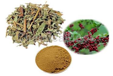 毛冬青提取物的應用