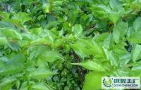 Amorphophalms konjac直銷(xiāo)魔芋[供應(yīng)]_植物提取物_世界工廠網(wǎng)中國(guó)產(chǎn)品信息庫(kù)