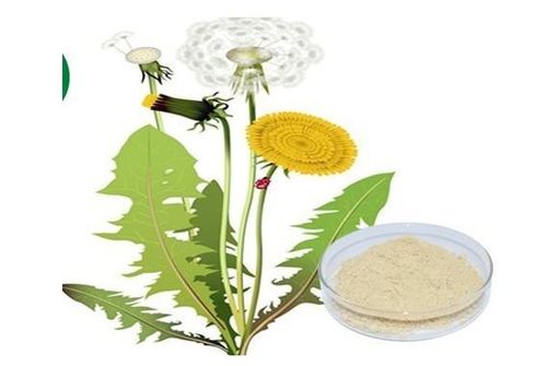 植物提取物加盟 費用構成、盈利前景與開店成本解析